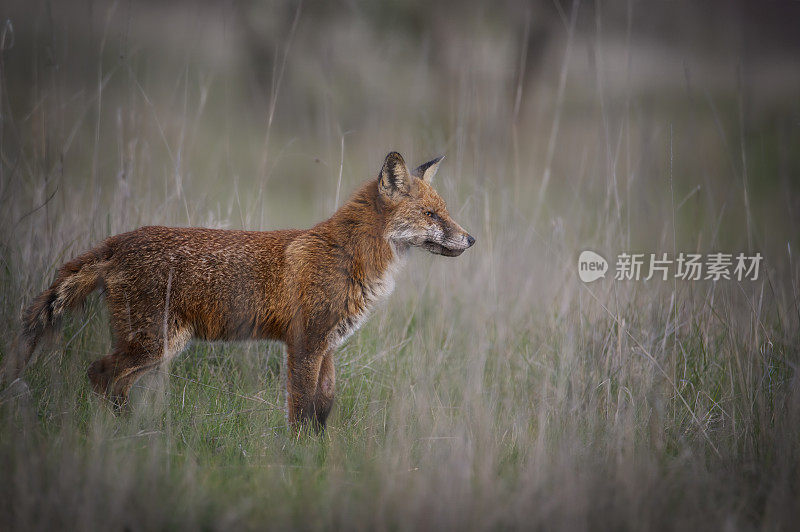 红狐(Vulpes Vulpes)